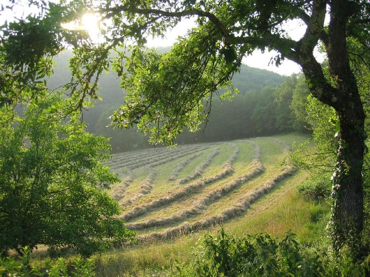 Domaine De Cantegrel - Gites De Charme Et Suite Troglodyte En Perigord Vitrac  Bagian luar foto